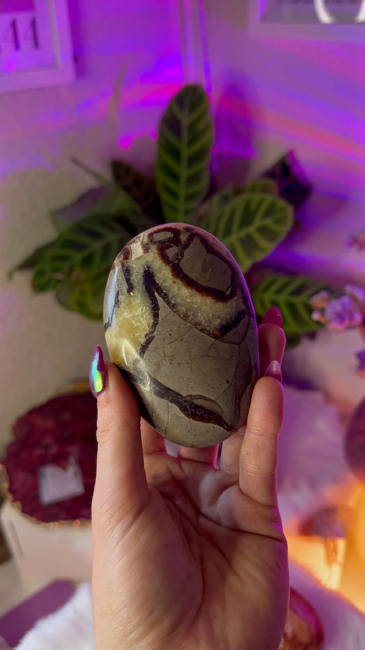 Septarian Palm stones